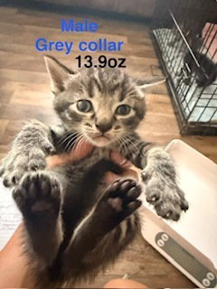 Coffee cake, a cat for adoption from Full of Cattitude Inc
