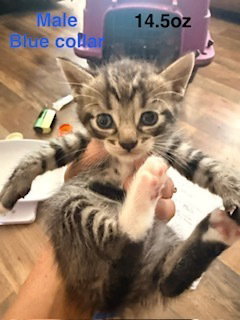 Strudel, a cat for adoption from Full of Cattitude Inc