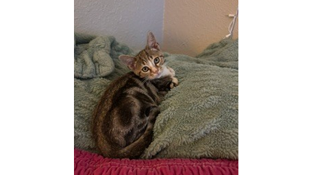 Ferdinand, a cat for adoption from Full of Cattitude Inc