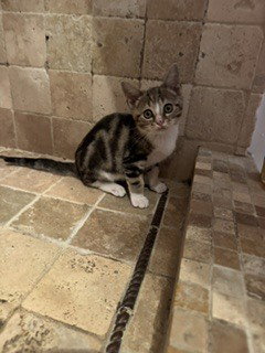 Photo 2 of Ferdinand