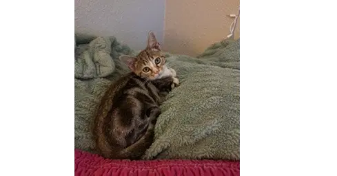 Ferdinand - Domestic Short Hair