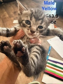 Cinnamon roll, a cat for adoption from Full of Cattitude Inc