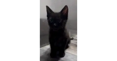 Tres Leches Aka Lucy - Domestic Short Hair