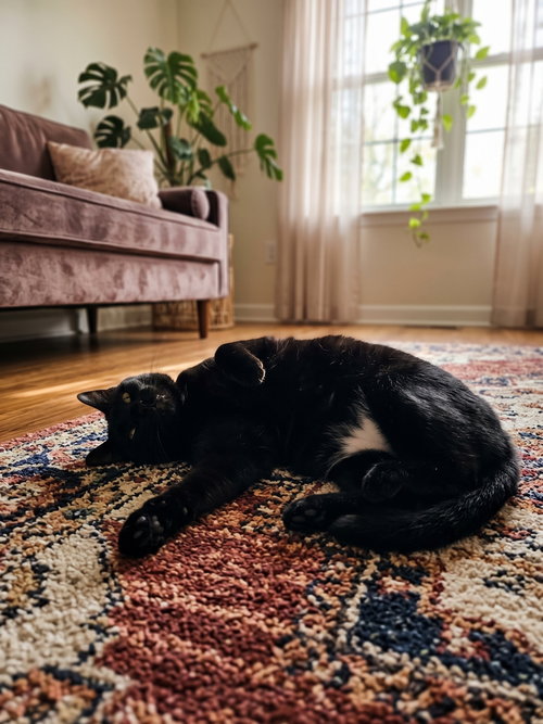 Daviola, a cat for adoption from Full of Cattitude Inc