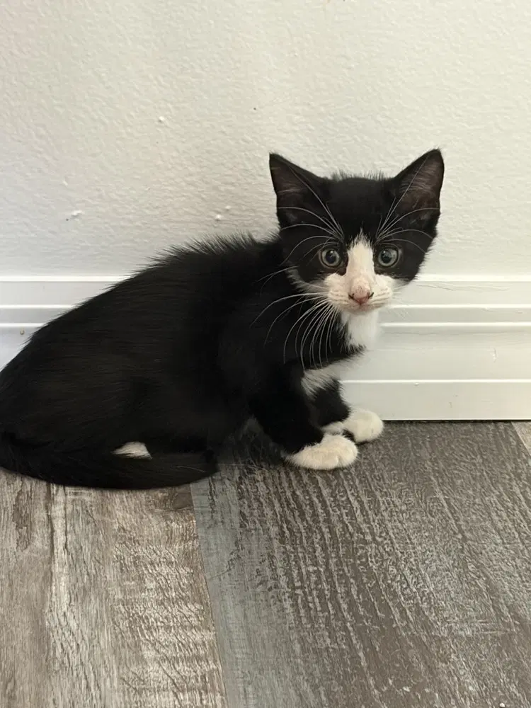 Tuna - Domestic Short Hair