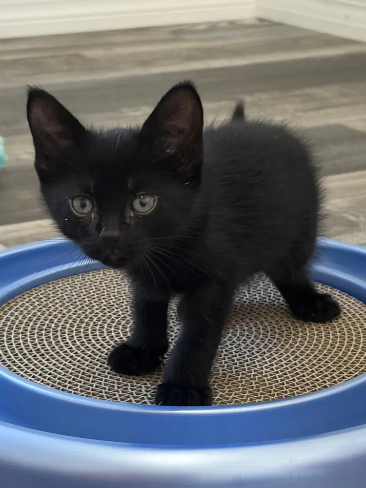 Nick - Domestic Short Hair