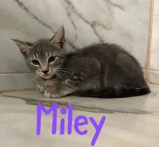 Miley - Domestic Short Hair