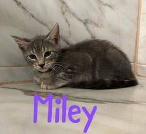 Miley, a female kitten up for adoption
