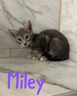 Miley, photo 2