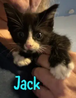 Jack image 2