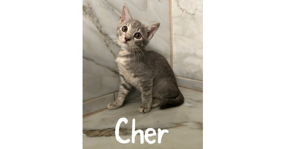 Cher