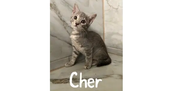 Cher image 1