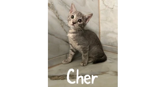 Cher