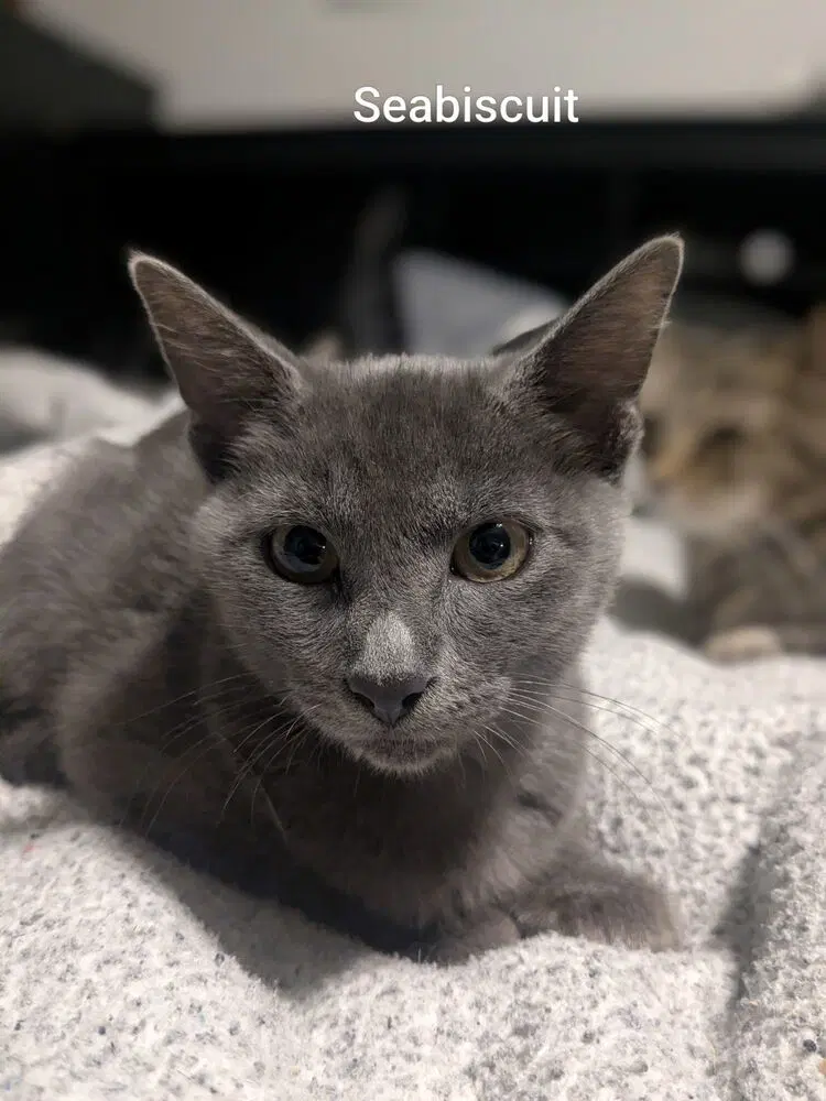 Sea Biscuit - Russian Blue
