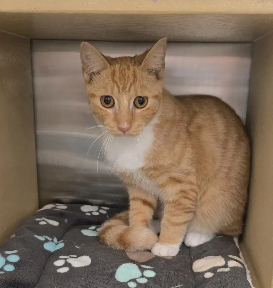 French Fry - Domestic Short Hair