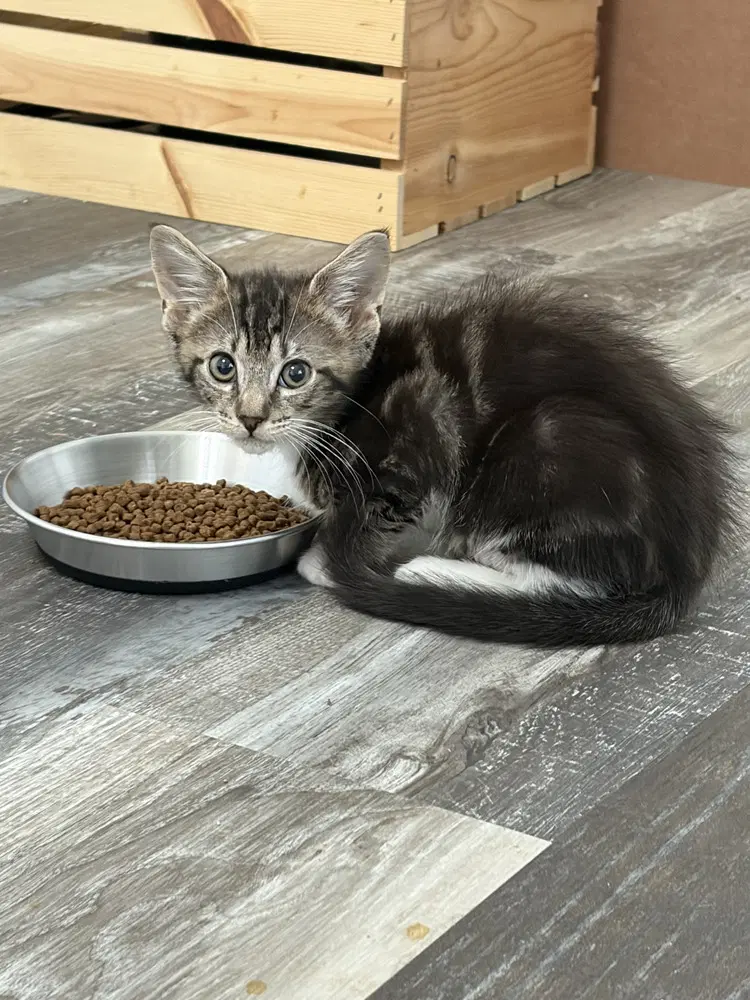 Kraft - Domestic Short Hair
