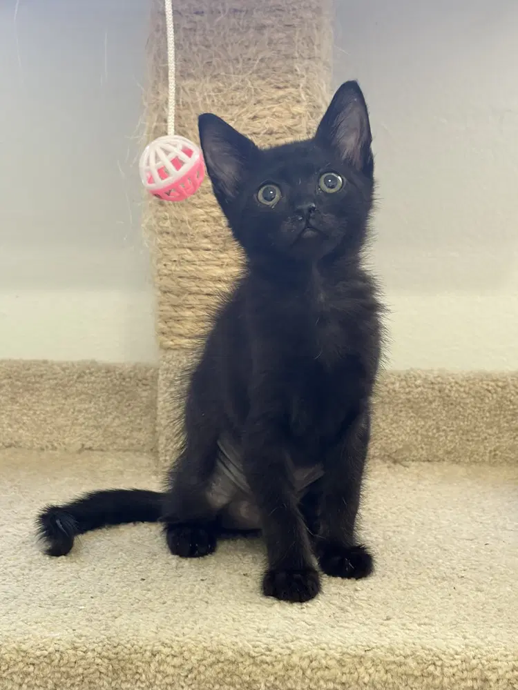 Sargento - Domestic Short Hair