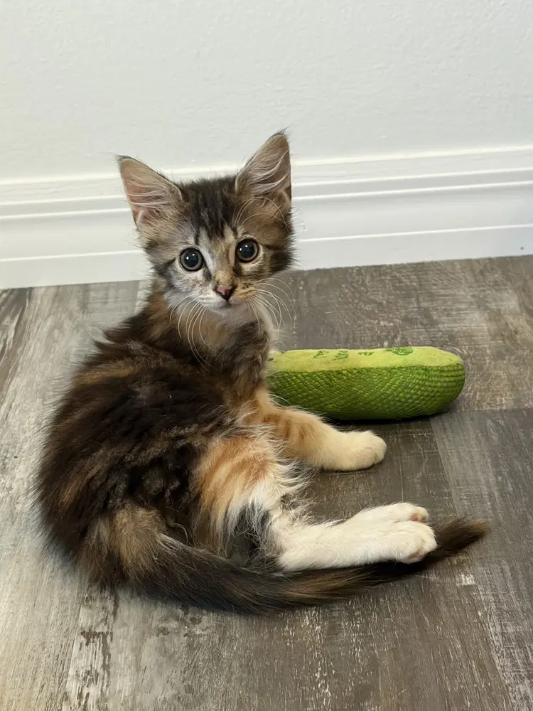 Tillamook - Domestic Short Hair