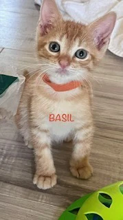 Basil