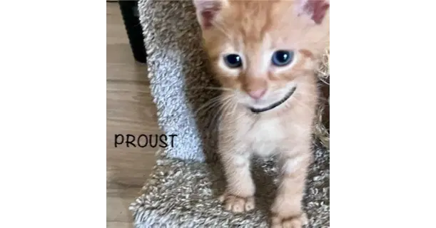 Proust - Domestic Short Hair