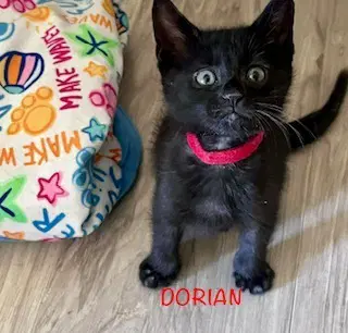 Dorian - Domestic Short Hair