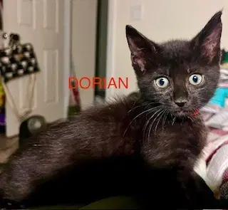 Dorian image 2