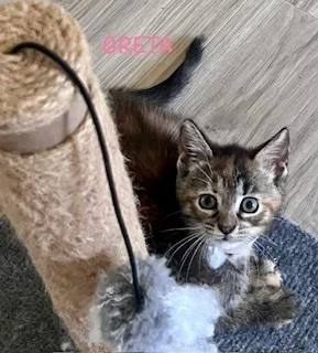 Greta