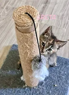 Greta image 2