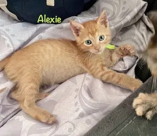 Alexie image 2