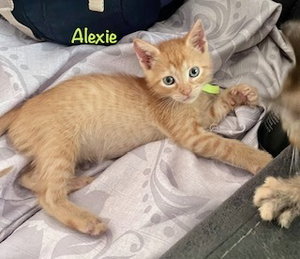 Alexie, photo 2