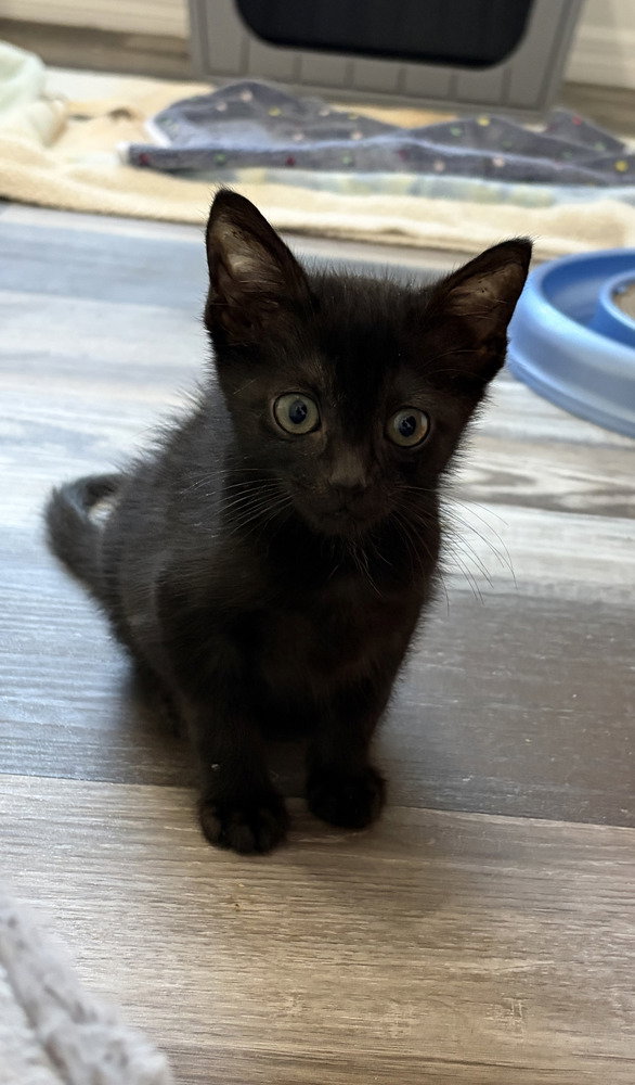 Apollo