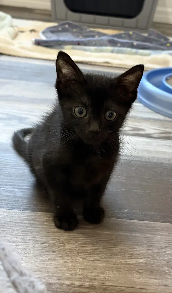 Apollo - Domestic Short Hair