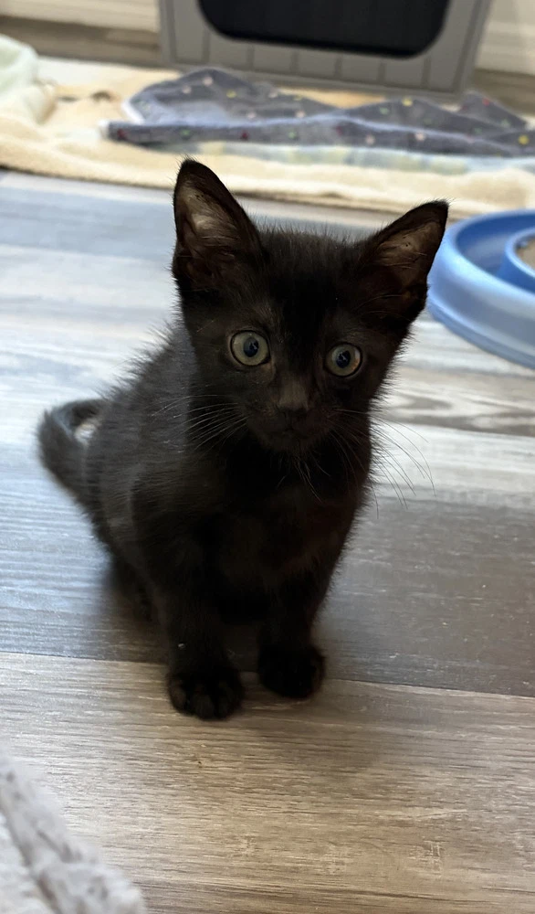 Apollo