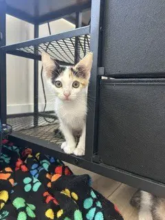 Buttercup - Calico