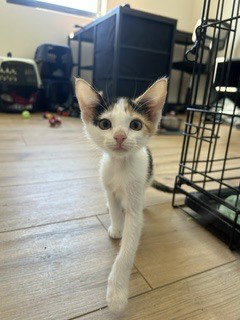 Buttercup, photo 2