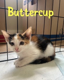 Buttercup, photo 3