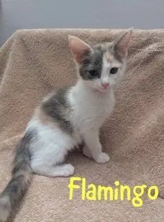 Flamingo - Calico