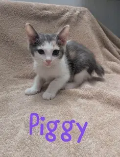 Piggy - Calico