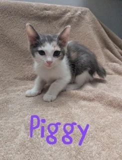 Piggy
