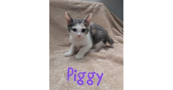 Piggy