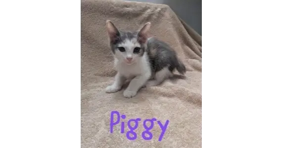 Piggy - dilute calico