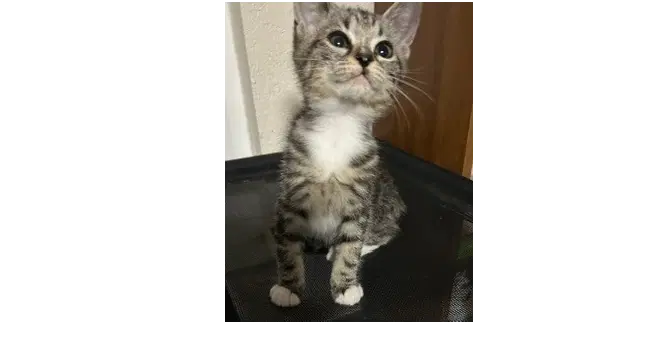 Fennel - Domestic Medium Hair