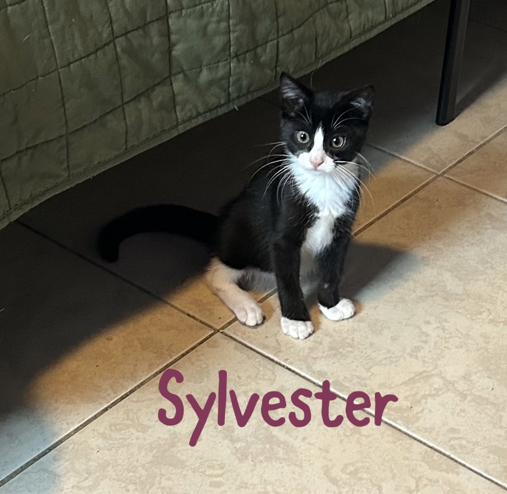Sylvester, photo 2