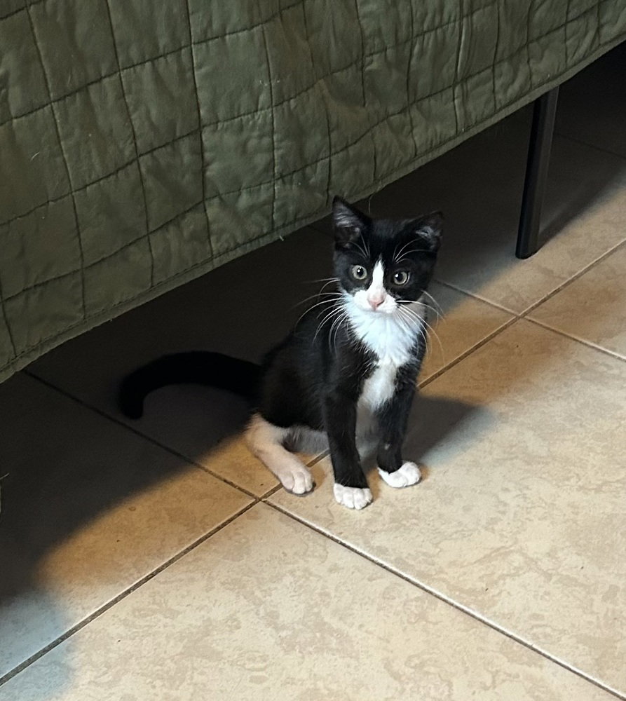 Sylvester, photo 4