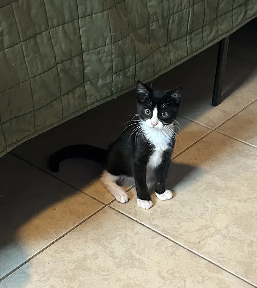 Sylvester image 4