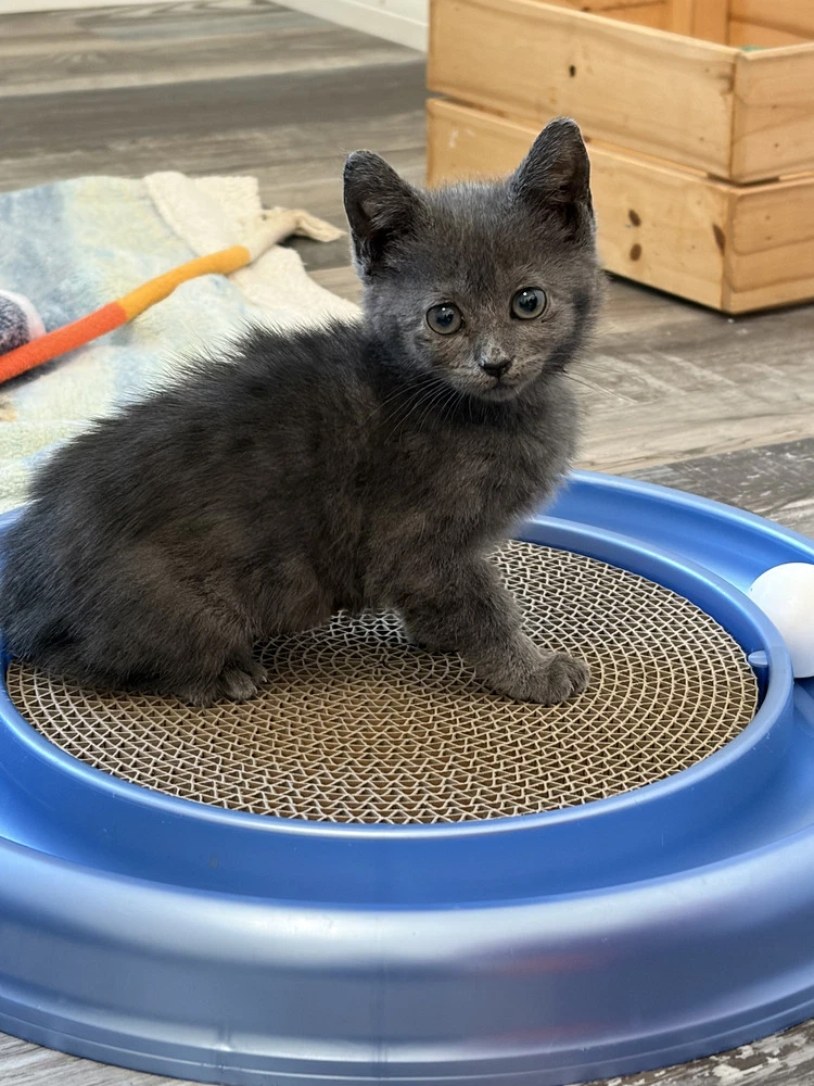 Precious