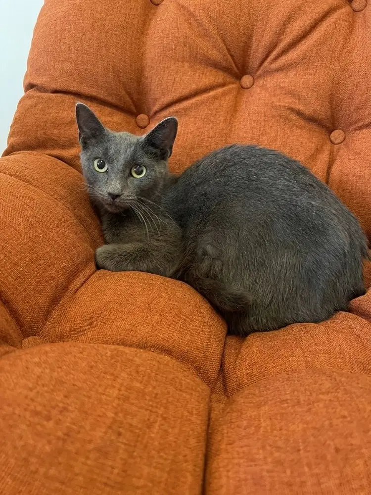 Cochiti - Russian Blue
