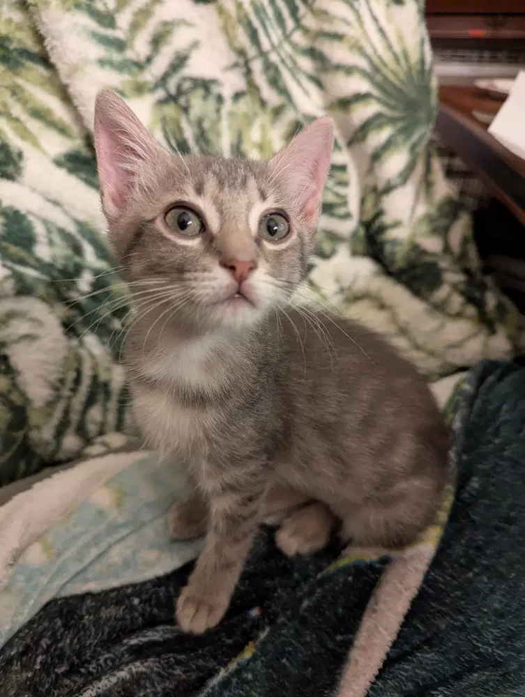 Dolly - Domestic Short Hair