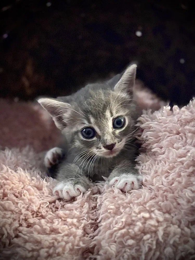 Nittany - Domestic Short Hair
