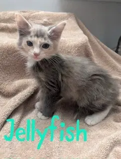 Jellyfish - Calico